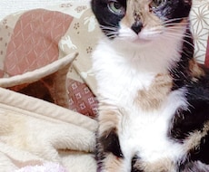闘病や猫の話ができます 病気の事での入院話猫の話ができます