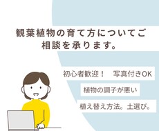 観葉植物が元気ない？原因と対処法をアドバイスします イメージ1