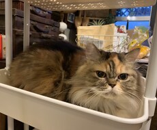 可愛い猫ちゃんの写真提供します イメージ1
