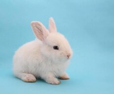 あなたを癒します♡恋人気分で何でもお話聞きます イメージ1