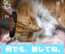 自分の家の猫に話すように、何でも話を、聴きます イメージ1