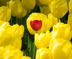 今後6ヵ月のあなたの出会いのチャンスをお伝えします 写真付き♪オラクルからの優しいアドバイス付き☆.。.:*・゜