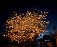 桜の画像などを用意しています イメージ1