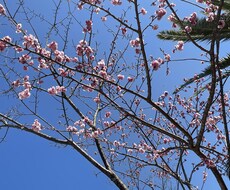 俳句、短歌、川柳、作詞などあなたの作品を手伝います イメージ1