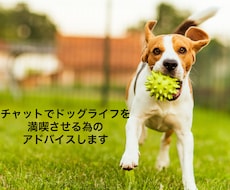 チャットでドッグライフ満喫の仕方をアドバイスします イメージ1
