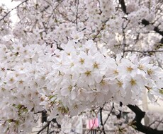 職場のあの人の気持ち、占います イメージ1
