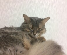 動画制作、チラシなどの制作をします イメージ1