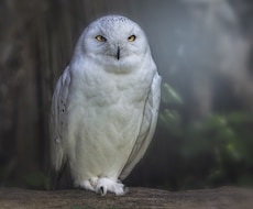 祈応】名前と生年月日からリーディングします 人生相談・悩み相談・進路相談etc