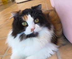 大人もたくさん褒められたい！！なんでも褒めます イメージ1