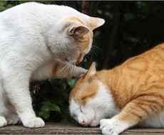 どんなことでも褒めちぎります こんなに頑張ってるんだから褒められたいんだー！！っていう方