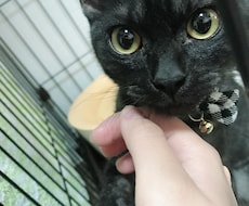 ペットお悩み相談承ります イメージ1