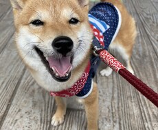 極小豆柴の写真を売ります イメージ1