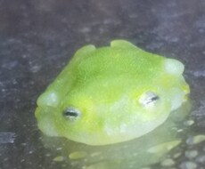 ペットのお悩み相談します イメージ1