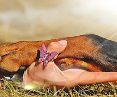 家族として暮らす動物たちの言葉をお伝えします イメージ1