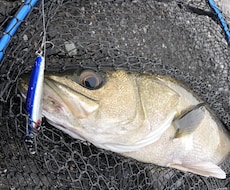 シーバス初心者に最初の1匹が釣れるノウハウ教えます イメージ1