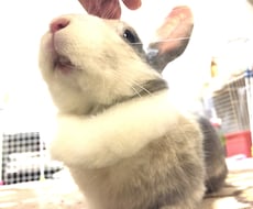 ペットちゃんの気持ちを正直にそのままお伝えします イメージ1