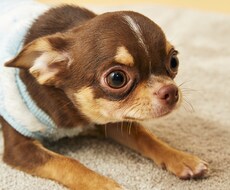 100個チワワのかわいい動画譲ります YouTubeのネタに困っている方へ