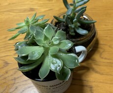 パニック障害当事者が、あなたの心を軽くします イメージ1
