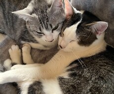 可愛い猫の写真を提供します イメージ1