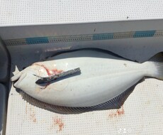 ボート釣りノウハウ教えます イメージ1