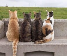 悩みや恋愛相談などご相談ください。何でも聞きます イメージ1