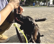 愛犬のしつけ、問題行動、お悩み相談を承ります イメージ1