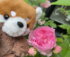 幸せに導くタロットをします イメージ1