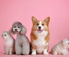 ペットからのメッセージをお伝えいたします ペットの気持ちが知りたい、ペットヒーリングを希望したい方へ