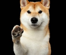 社会保険に関する届出書の作成案内を行います イメージ1