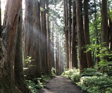 あなたの使命やカルマをお伝えします 自分がどんな人か？何をしたいのか？わからない方にオススメです