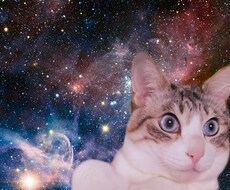 スペースキャット(動物問わず)作ります おうちのペットを宇宙に放ちます！動物の種類は問いません！