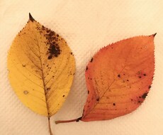 まだ見つけていない良さ、強みを引き出します イメージ1