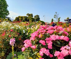 好きな人をもっと知りたいあなたにアドバイスします イメージ1