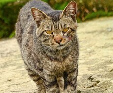 画像編集、風景写真を、日常系を取り扱ってます イメージ1