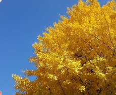 Photoshopで写真の切りぬきを行います イメージ1