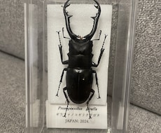 その夏の感動を、標本という宝物にします その昆虫には、物語がある。。。