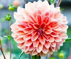 バイト、仕事の退職を代行します イメージ1
