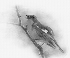 写真を基にデッサン風に仕上げます 写真を基に鉛筆画、デッサン風に描きます。