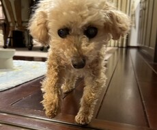 シニア犬の介護や子犬の躾、経験者が相談に乗ります イメージ1
