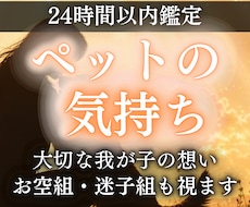 ペットの気持ちをアニマルコミュニケーションで視ます お空組歓迎、ペットの気持ちとあなたへのメッセージを知りたい方