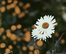 今だけ10枚で1000円！エモい画像を作成します イメージ1