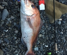 静岡サーフヒラメ高確率で釣れるポイントとルアーます イメージ1