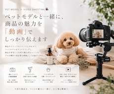 ペット用品の魅力が伝わる動画を撮影します 使用シーンやブランドイメージを映像で表現