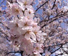 タロット占い致します 悩んでいる方、どうしたら良いか決めて欲しい方にオススメです。