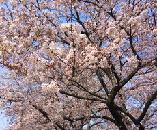 ネットショップオーナー様へ！画像のリサイズ承ります 1回20枚までですが…面倒な画像のリサイズ承ります！