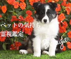 わんちゃん　ねこちゃん　ペットの気持ちを伝えます イメージ1