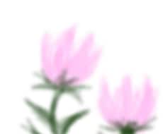 お花をメインに描いています イメージ1