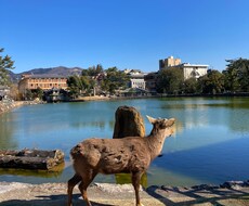 奈良の鹿の写真を提供します イメージ1