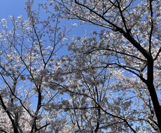肩の重荷、軽くします イメージ1