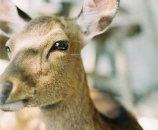 film撮影します。物撮り、ポートレートが可能ます イメージ1